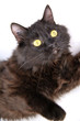 Chat persan