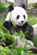 Giant panda