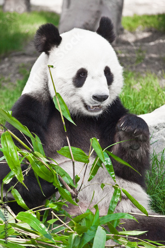 Giant Panda