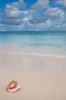 Beige shell on white sand beach near blue ocean Beige shell on white sand beach near blue ocean