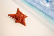 Red starfish on a sand beach Red starfish on a sand beach