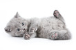 British kitten on white background British kitten on white background