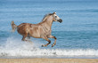 arabian horse running gallop on the sea