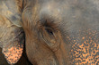 wild elephant wild elephant