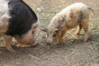 ungarisches Wollschwein