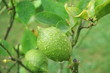 citron