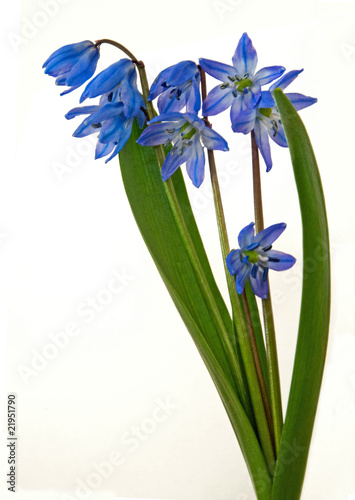 Foto: Scilla Scilla