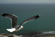 Seagull