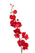 Red orchid