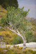 windswept ilex tree