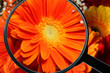 gerbera vista alla lente d'ingrandimento