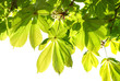 Green leaves of chestnut.