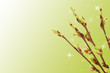 Blossoming germs of a bird cherry Blossoming germs of a bird cherry