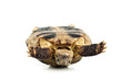 tortoise