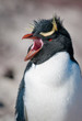 rockhopper penguin rockhopper penguin