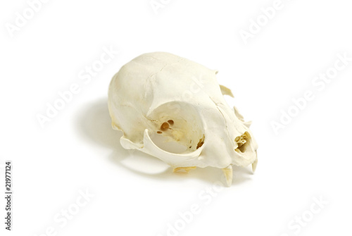 Photo: cat skull cat skull