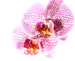 Orchid