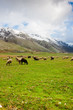 Sheep at Lago del Matese