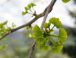 il ginko biloba germoglia il ginko biloba germoglia