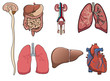 Human organ in vector Human organ in vector