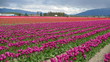 Foto: Red Tulip Field Red Tulip Field
