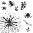 Vector: antique insects engravings (vector) antique insects engravings (vector)