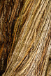 Tree bark