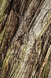 Wood bark
