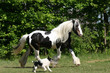 Foto: Im Gleichschritt Hund und Pferd Im Gleichschritt Hund und Pferd