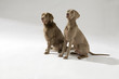Hund, Weimaraner Langhaar