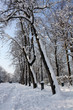 Albero innevato - Giardino Ducale - Parma