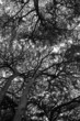 Photo: Looking up to trees Looking up to trees