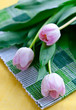 Tulpe