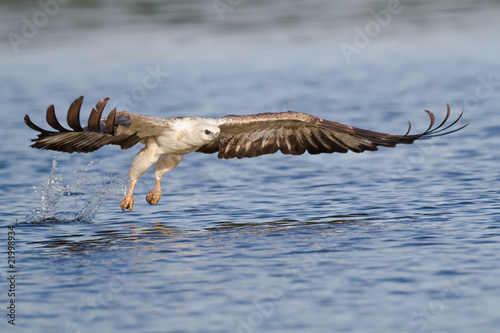 Foto: Adler beim Zugriff Adler beim Zugriff