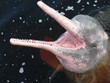 Amazonasdelfin (Inia geoffrensis) im Rio Negro - Brasilien