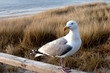 Interessierte Möwe