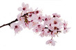 Kirschblüte