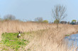 Dutch river