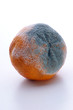 vom Schimmelpilz befallene Mandarine