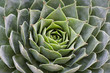 succulent sempervivum