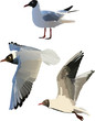three gulls isolated on white three gulls isolated on white
