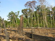 Foto: Abholzung - Brandrodung Regenwald, Amazonien Brasilien Abholzung - Brandrodung Regenwald, Amazonien Brasilien