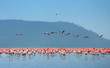 flock of flamingos flock of flamingos