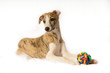 Welpe mit Ball Welpe mit Ball
