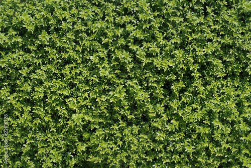 Photo: hecke hecke