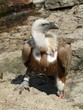 vautour fauve