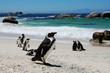 Photo en ligne au meilleur prix colony of penguins,South Africa