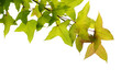 maple leaf maple leaf