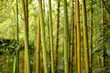 bamboo forest bamboo forest