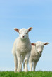Cute lambs in spring Cute lambs in spring